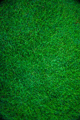 Green grass nature background empty grass texture
