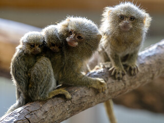 Family of Eastern Pygmy marmoset, Cebuella pygmaea niveiventris, with small cubs.