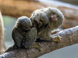 Family of Eastern Pygmy marmoset, Cebuella pygmaea niveiventris, with small cubs.