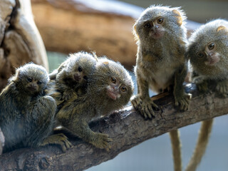 Family of Eastern Pygmy marmoset, Cebuella pygmaea niveiventris, with small cubs.