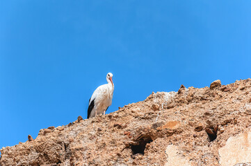 Stork on the wall of El Badi Palace. Marrakech Morocco.