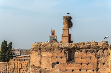 Storks nesting on the walls of the El Badi Palace, Marrakech.