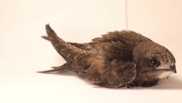 Common Swift on white background.
Bird isolated, birds.
Ornithology.
Animals, animal.
wild nature, wildlife
