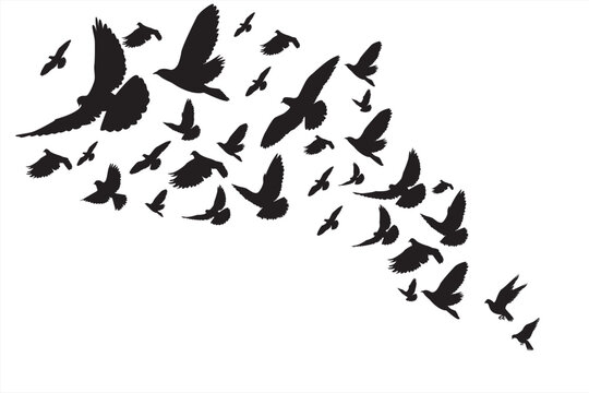 Group of pigeon Stock Vector illustration. Flock Of Pigeons Go Up Stock Illustration
