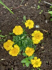Bush of yellow terry marigolds