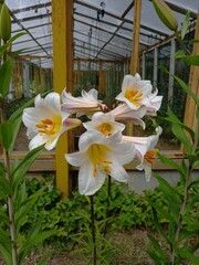 Bright flower bed with white lily