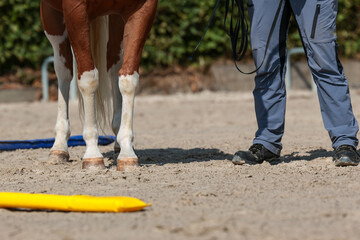 Horse and trainer stand on the plastz next to soft bars, recording of the legs of the horse and...