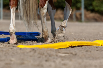 Horse in walk between two soft trot bars with right hoof lifted..