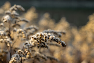 Closeup of dry goldenrod in autumn at goldenhour