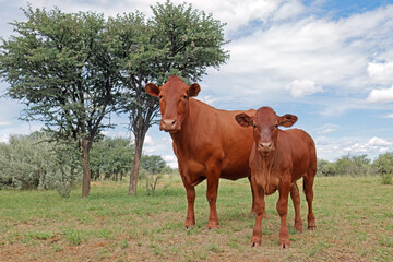 A free-range cow and calf in native rangeland on a rural farm, South Africa.