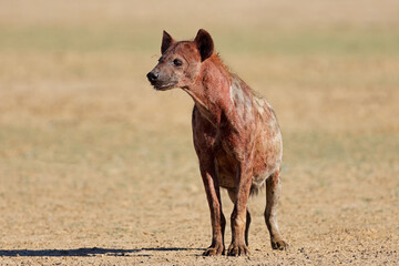 A blood covered spotted hyena (Crocuta crocuta) after feeding, Kalahari desert, South Africa.