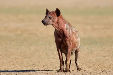 Wandcirkels aluminium A blood covered spotted hyena (Crocuta crocuta) after feeding, Kalahari desert, South Africa. © EcoView
