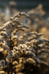 Closeup of dry goldenrod in autumn at goldenhour