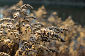 Closeup of dry goldenrod in autumn at goldenhour