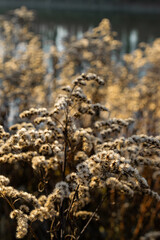 Closeup of dry goldenrod in autumn at goldenhour