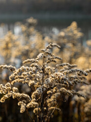 Closeup of dry goldenrod in autumn at goldenhour