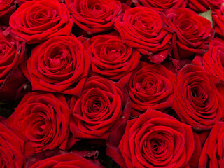 red rose flowers as background.