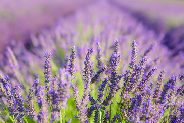 Fototapeta na wymiar Field of blooming lavender in summer