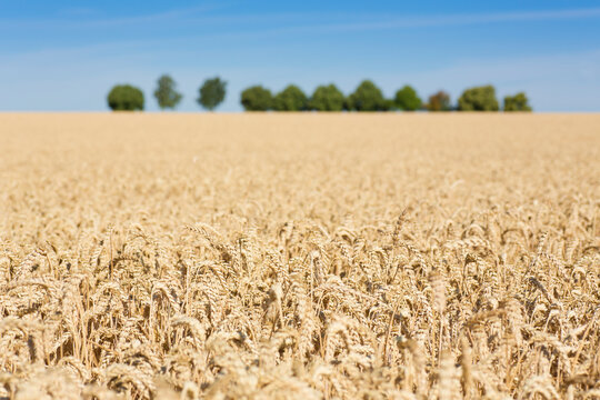 Field of wheat in summer