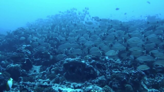 Sight of school of fish under water is like glimpse into another dimension. French Polynesia is also known for its world-class scuba diving and snorkeling, with clear waters and abundant marine life.