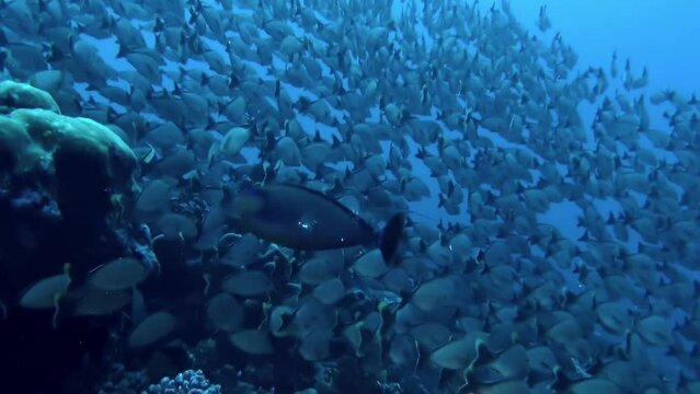 School of fish near bottom of ocean is like secret world waiting to be discovered. Is one of largest and most popular events, featuring traditional Polynesian dance and music.