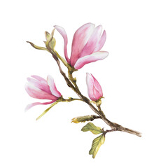 Naklejka premium Watercolor Seamless Pattern Hand painted illustration Magnolia on white background with pink stains