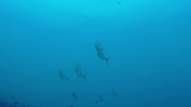 View of fish in French Polynesia's underwater world is like of life itself. French Polynesia underwater view is treasure trove of marine, with fish and corals that are unlike anything else in world.