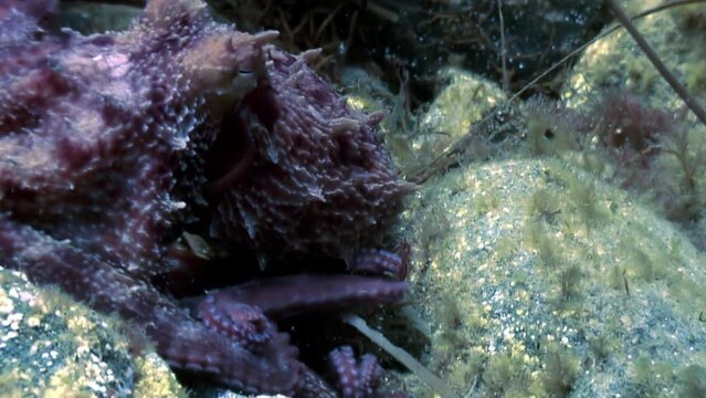 Violet octopus employs camouflage, blending with color of underwater bottom. With its exceptional camouflaging abilities, octopus becomes one with color of underwater bottom.
