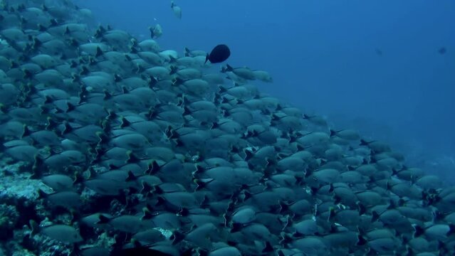 Diversity of fish in school, each with its own unique markings and colors. French Polynesia underwater world is not only beautiful, but also important for local economy and ecosystem.