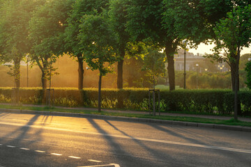 Linden alley along the road on the border of a public park in the evening sun