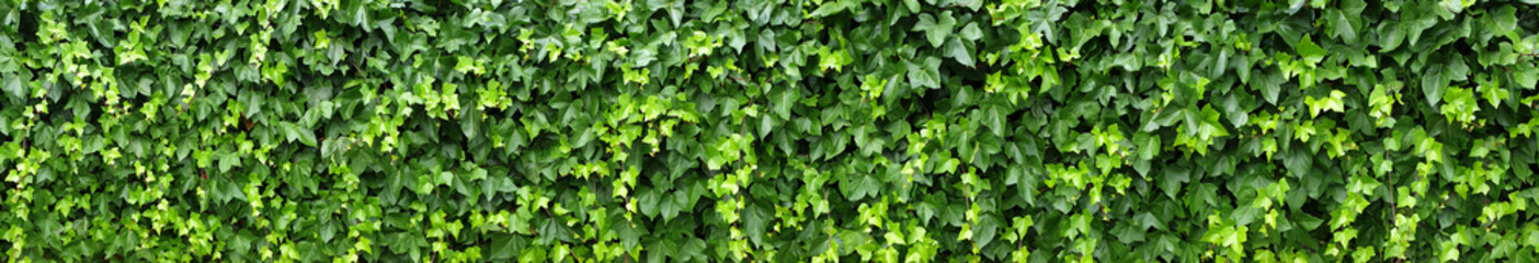 Fototapeta na wymiar green leafs background