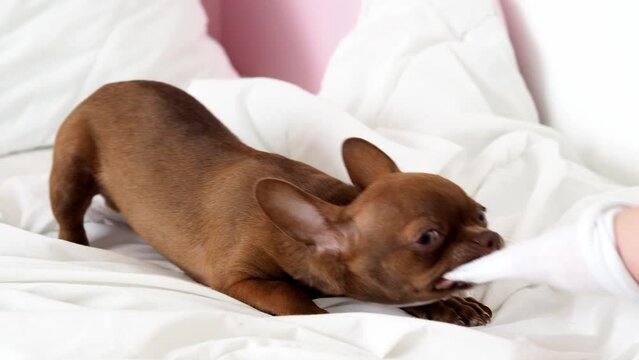 Brown chihuahua puppy on a white background. A purebred small dog plays with a sock. Dog on isolated background growls and nibbles. Girl playing with a dog on the bed. dog pranks