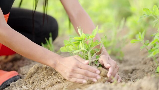 Close up of peanut farmer working on rural plantation in south east asia