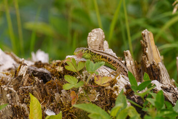 Das Salzkammergut in Österreich