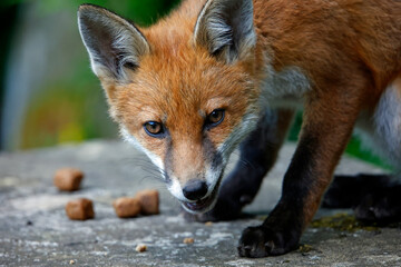 Young foxes exploring the garden