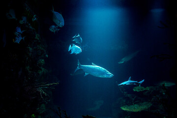 school of fish under water