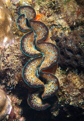 Giant clam