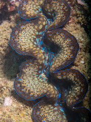 Giant clam