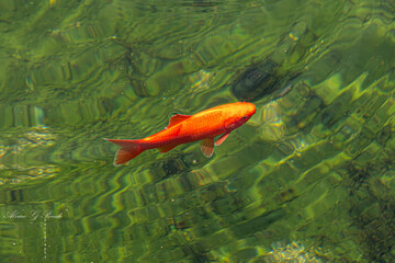 goldfish in the pond