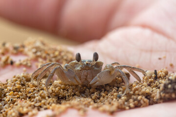 close-up of a small crab in a palm