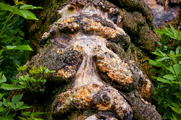  painful growth on a tree in the forest