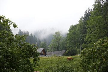 amazing views of the earth planet, mountains and forests of Ukraine, ukrainian carpathians, mountain view, mountains Carpathian. Ukraine