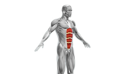 Anatomy of the abdominal Muscles