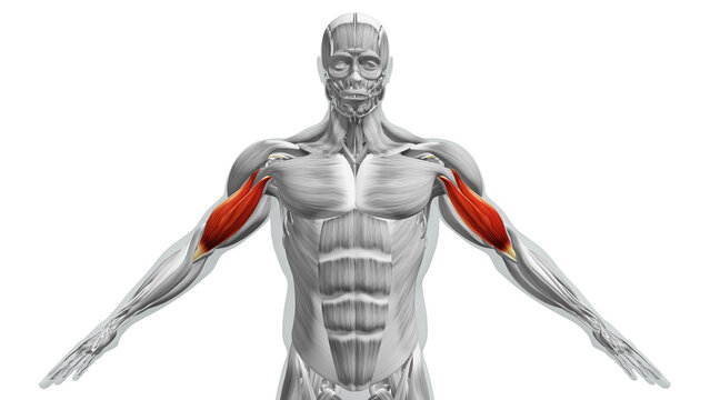 Anatomy of the Biceps Muscles