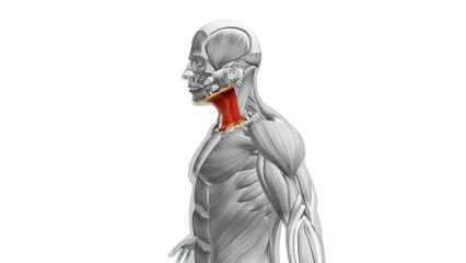 Obraz premium Anatomy of the Sternocleidomastoid Muscles