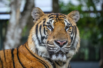 Royal bengal tiger