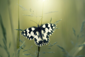 Motyl Polowiec szachownica (Melanargia galathea), letnia polana z owadami © anettastar