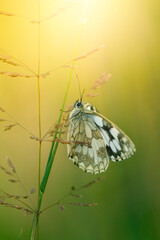 Motyl Polowiec szachownica (Melanargia galathea), letnia polana z owadami © anettastar