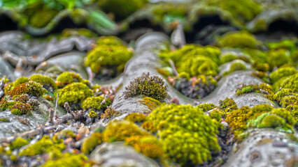 moss on the roof