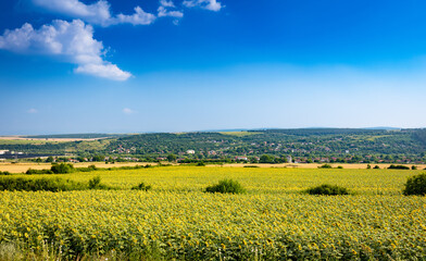 Fototapeta premium Bulgarian city of Lukovit on the horizon behind sunflower and wheat fields